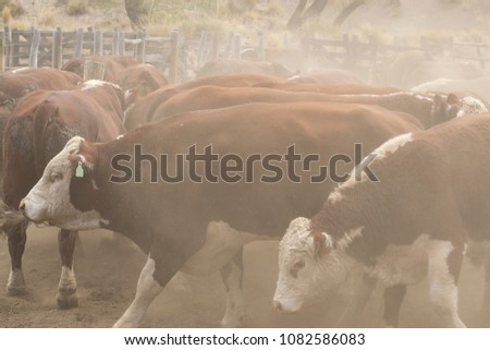 group of cows in a corral