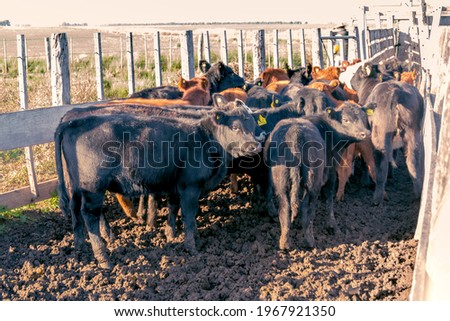 Group of cows in the corral. Cattle in the corrals of a field in Buenos Aires