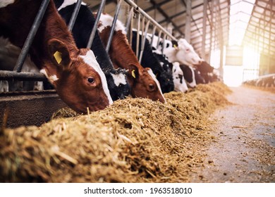 Group of cows at cowshed eating hay or fodder on dairy farm. - Shutterstock ID 1963518010