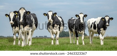 Similar – Image, Stock Photo Herd of cows in southwest Portugal enjoy freedom of movement and fresh grass. Organic cattle farm