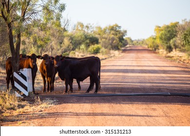 A group of cows graze by the side of the Plenty Hwy near Mount Riddock cattle station in Northern Territory, Australia