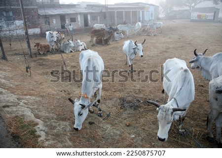 A group of cows grazing in a field, Kumrokhali, West Bengal, India