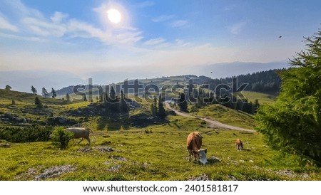 Group of cows grazing on alpine pasture on Dobratsch, Villacher Alps, Carinthia, Austria, Europe. Remote cattle farm in wilderness of Austrian Alps. Peaceful and serene atmosphere. Fresh alpine air