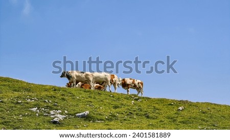 Group of cows grazing on alpine pasture on Dobratsch, Villacher Alps, Carinthia, Austria, Europe. Remote cattle farm in wilderness of Austrian Alps. Peaceful and serene atmosphere. Fresh alpine air