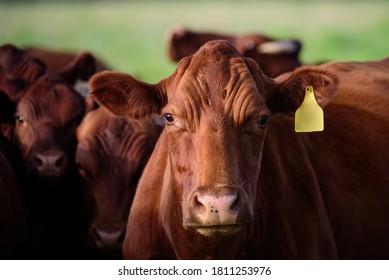 Group of cows grazing in the pasture