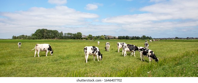 Group of cows grazing in the pasture, peaceful and sunny in Dutch landscape of flat land with a blue sky with clouds on the horizon, wide view - Powered by Shutterstock