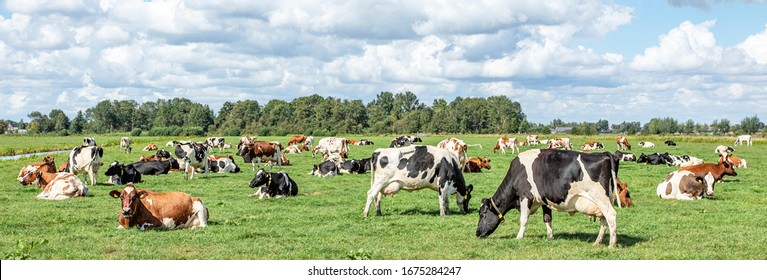 Group of cows grazing in the pasture, peaceful and sunny in Dutch landscape of flat land with a blue sky with clouds, panoramic wide view - Shutterstock ID 1675284247