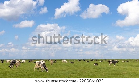 Group of cows grazing in the pasture, peaceful and sunny in Dutch landscape of flat land with a blue sky with white clouds