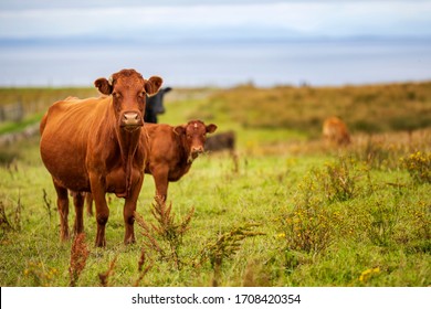 Group of Cows near Cliffs of Moher, Ireland - Powered by Shutterstock