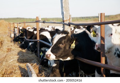 group of cows on the farm - Shutterstock ID 205052416