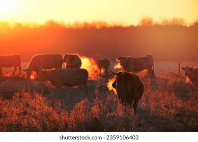 Group of cows on morning pasture in soft warm backlight