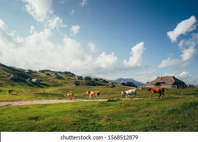 Group of cows on pasture in front of traditional houses. Velika Planina, Slovenia