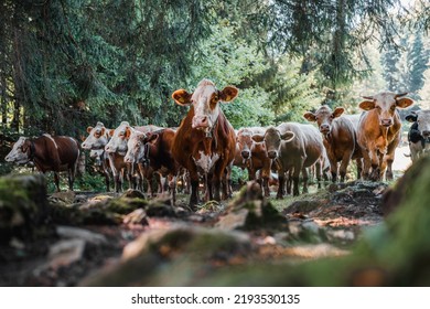 Group of cows, one cow in front row, a brown, black and white mixed herd, group together in a field, happy and joyful and under trees in forest. Selective focus. Milk and meat cows looking to camera.  - Shutterstock ID 2193530135