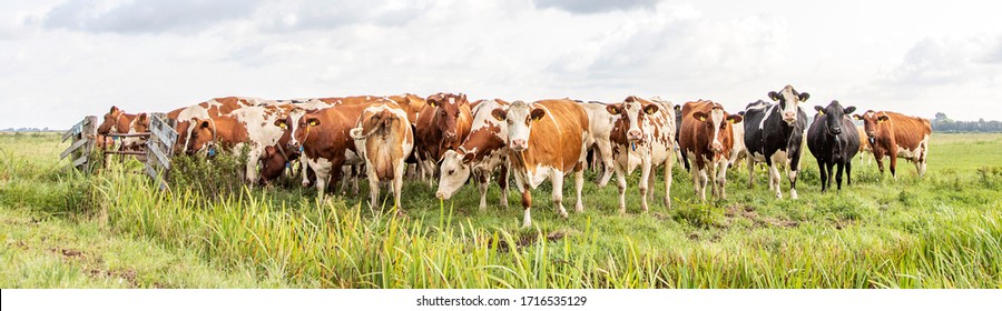 Group of cows  in the pasture, a wide view.