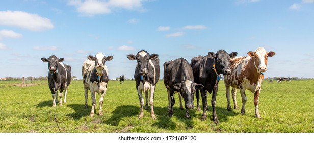 Group of cows  in the pasture, a wide view, standing in a green meadow, the herd side by side in a row cosy together under a blue sky.