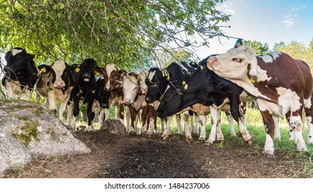 Group of cows posing together under a tree