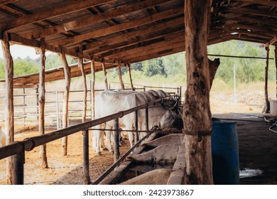 a Group of Cows in a ranch 