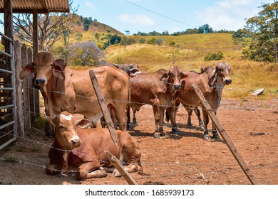 Group of cows in the stable