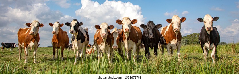 Group of cows stand upright on the edge of a green meadow in a pasture, a panoramic wide view