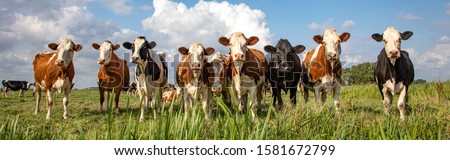 Group of cows stand upright on the edge of a green meadow in a pasture, a panoramic wide view