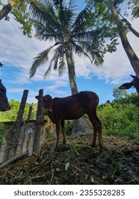 A group of cows standing next to a tree