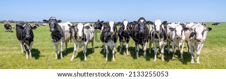 Group cows standing upright on the edge of a green meadow in a pasture, a panoramic wide view