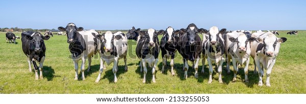 Group cows standing upright on the\
edge of a green meadow in a pasture, a panoramic wide\
view