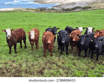 A group of cows stands facing the camera in a grassy field near a rocky coastline with ocean water in the background.