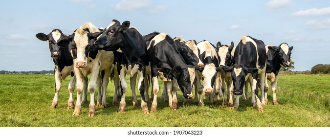 Group of cows together gathering in a field, happy and joyful in a green pasture, a panoramic wide view and a blue sky.