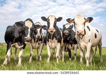 Group of cows together gathering in a field, happy and joyful and a blue cloudy sky.