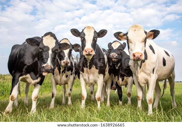 group-cows-together-gathering-field-happy-stock-photo-1638926665