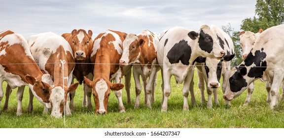 Group of cows waiting behind a line fence, together standing in a green pasture, next to each other in a wide view