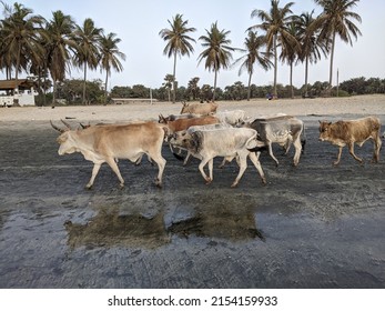 group of cows walking down west african beach