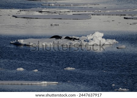 a group of Crabeater seals resting on pack ice