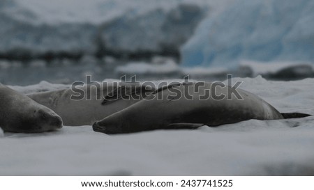 A group of crabeater seals sleeping on an iceberg