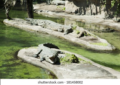 Group Of Crocodiles In Animal Kingdom Park