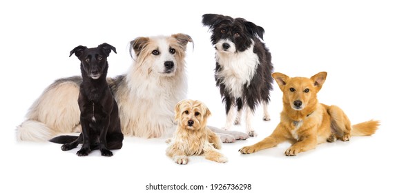 白い背景に雑種の犬のグループ