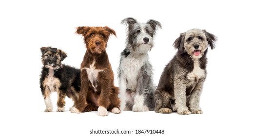 犬 集合 の画像 写真素材 ベクター画像 Shutterstock