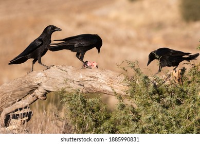 Group Of Crow Corvus Corone