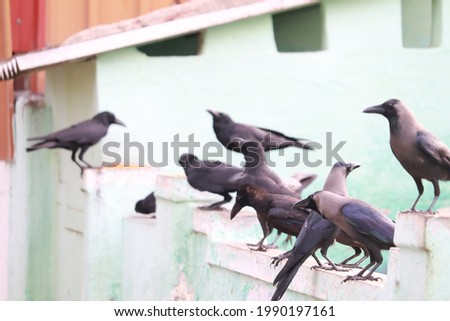 The group of crow are sitting in a compound wall and eating a food.