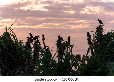 group of crows perched on some shrubs