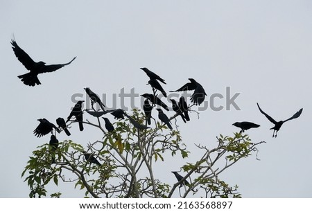 A group of crows perched on a tree branch
