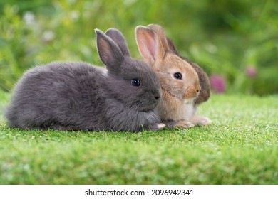 Group of cuddly furry rabbit bunny sitting and lying down together on green grass natural background. Baby fluffy rabbit black, brown bunny family sitting on field. Easter newborn bunny family concept
