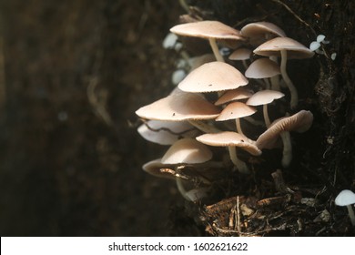 Group of cup fungi growing. Fungi acts as natural decomposer by breaking down organic material.