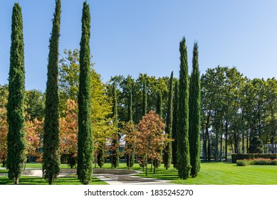 A group of Cupressus sempervirens or Mediterranean cypress planted in new modern city park Krasnodar around Sourwood tree (Oxydendrum arboreum) with red leaves. Public landscape 'Galitsky park' 