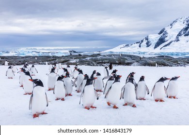 Group of curious Gentoo Penguin staring at camera in Antarctica, creche or waddle of juvenile seabird on glacier, colony in Antarctic Peninsula, snow and ice landscape