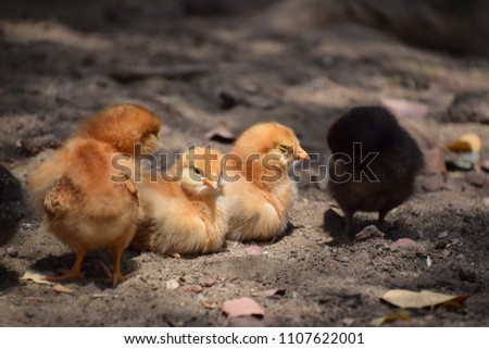 Group Cute Baby Chickens Relaxing Dirt Stock Photo Edit Now