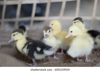 Group Cute Baby Ducklings Stock Photo Edit Now 1092159920