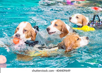 Group Of Cute Beagle Dog Playing Toy In The Swimming Pool