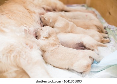 Group of cute beige golden retriever puppies have milk from their mom.